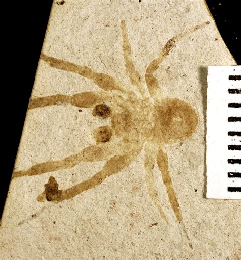 Colorado Earth Science: A Short Note On: Fossil Spiders from Florissant