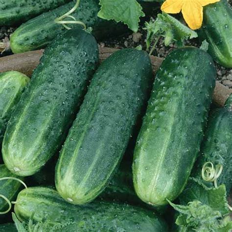 33 Of The Best Cucumber Varieties To Grow At Home Gardeners Path