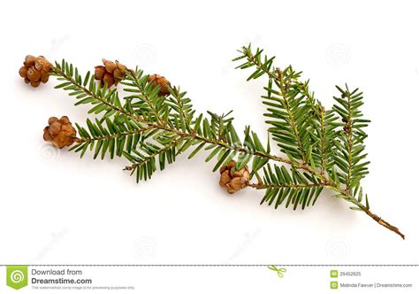 Eastern Hemlock Tree Identification - saintjohn