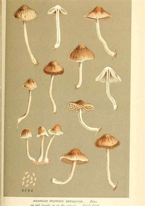 Reproducci N Reproduction Illustrations Of British Fungi