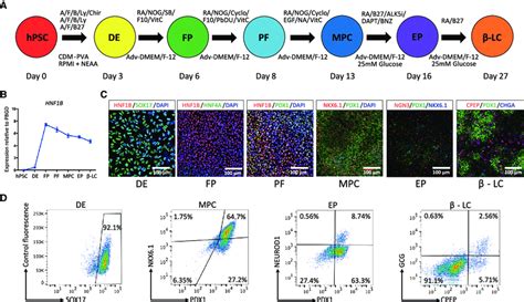 HNF1B Expression During HiPSC Pancreatic Differentiation A Overview