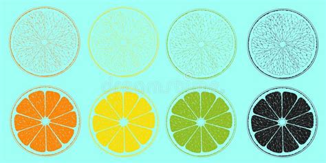 Cut Orange Fruit Wheel Stock Illustrations 37 Cut Orange Fruit Wheel