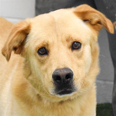 Yellow Lab Chow Mix Puppies