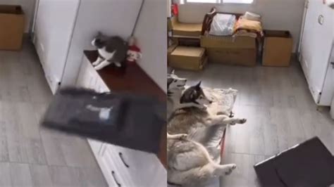 Gato Arma Confus O Mas Husky Siberiano Leva Culpa Em Casa Assista