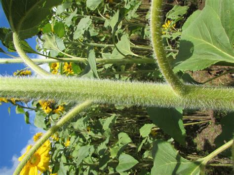 Top Imagen Caracteristicas Morfologicas Del Girasol Abzlocal Mx