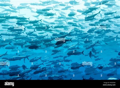 Fish Shoaling And Schooling Underwater Art Illustration Stock Photo