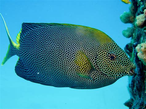 Stellate Rabbitfish (Siganus stellatus laqueus) | Red Sea Creatures