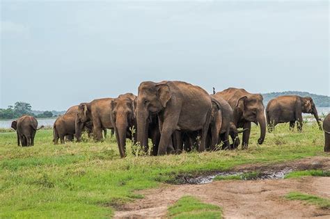 Sigiriya Safari D Une Demi Journ E Au Parc National De Minneriya Au