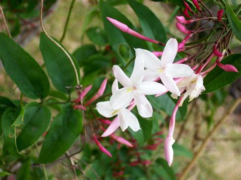 La información más completa sobre el precioso jazmín | Jasmine plant ...