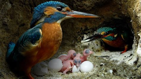 Kingfisher Chicks Hatch And Dad Eager To Feed 4k Discover Wildlife