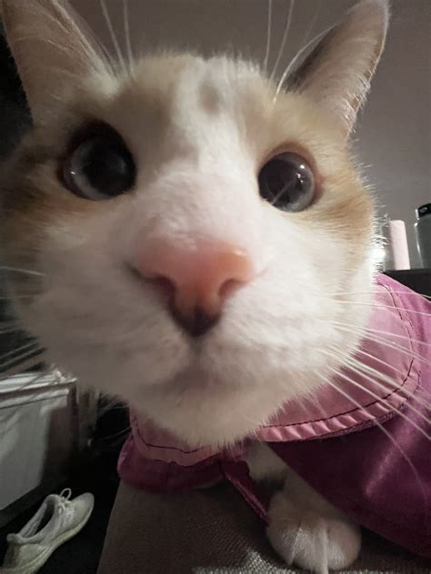 Panko A Cats Mom On Twitter Cats Panko Animals