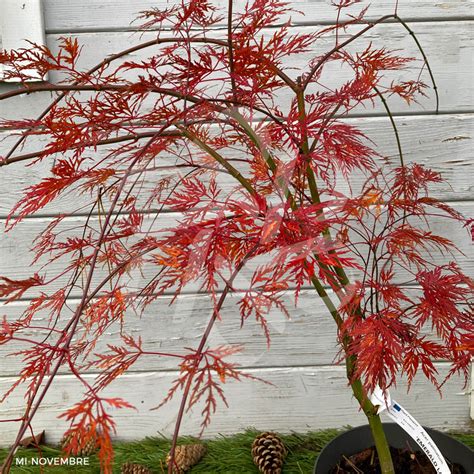 Acer palmatum Emerald Lace Érable du Japon Palmatia Plantes