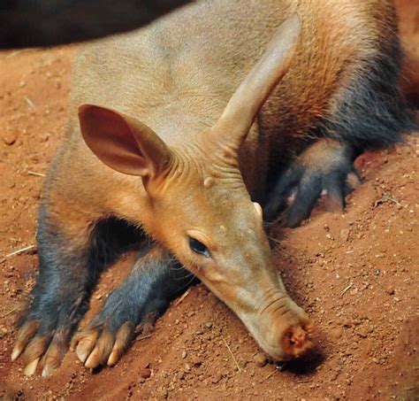 Aardvarks Orycteropus Afer And Their Symbolism In African Culture