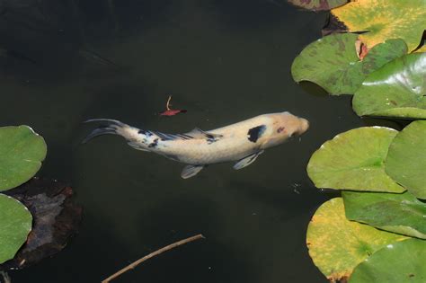 Koi Ikan Daun Teratai Foto Gratis Di Pixabay Pixabay
