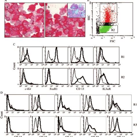 Characterization Of Cord Blood Derived Hmcs And Prmcs A Hmcs Were