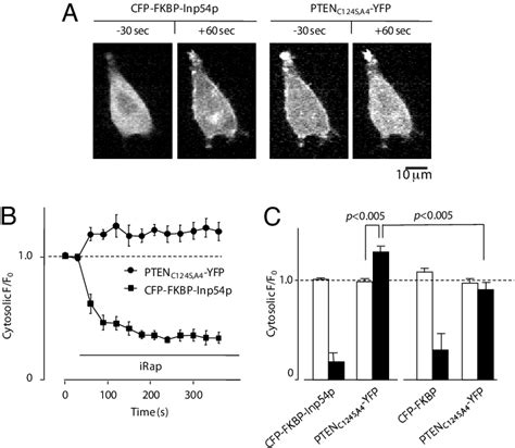 Pten Membrane Binding Requires Pip2 A Hela Cells Were Transiently