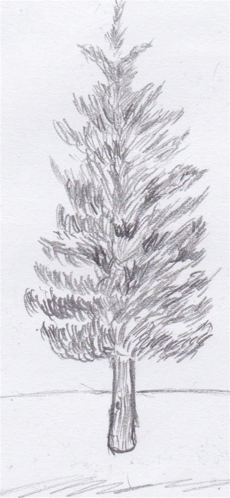 Pine Tree Sketch By Karoyence On Deviantart