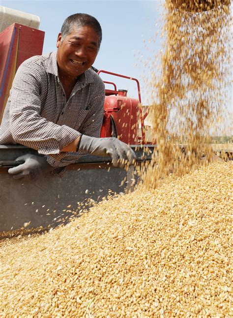 China S Grain Production Expected To Remain Stable In Chinadaily