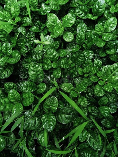 Dark Moody Green Leaves Pattern Background Natural Lush Foliages Of