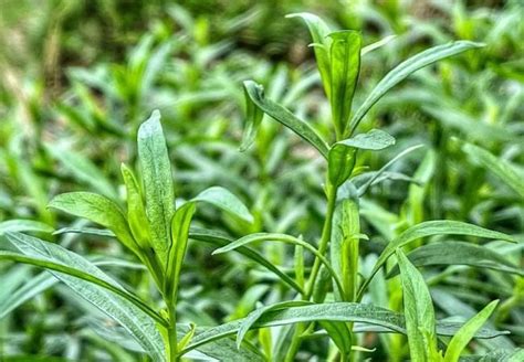 The Complete Guide To Growing Flavorful Tarragon