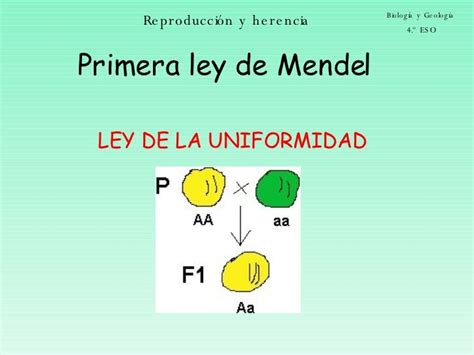 Genética Leyes De Mendel