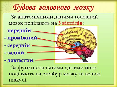 Презентація на тему Головний мозок (варіант 3) — презентації з біології ...