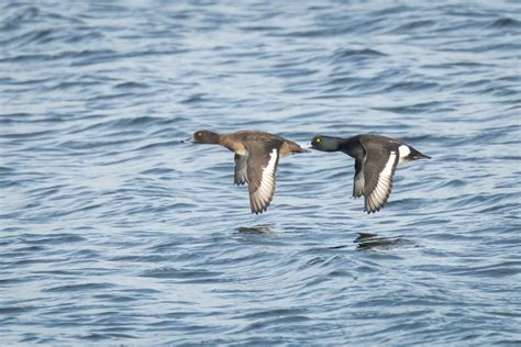 Tufted Ducks Aythya Fuligula Great Light On This Pair At S Flickr