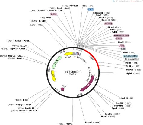 Codon Optimization And In Silico Cloning Of Vaccine Model In Silico