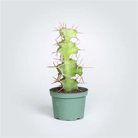 The Hot Holiday Naked Cactus USA Amaryllis Bulbs Plant Benefits Ornamental Grasses