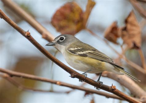 Monticello Park Birds Blue Headed Vireo