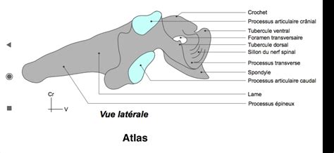 Atlasaxis Ue5 Anatomie Tutorat Associatif Toulousain