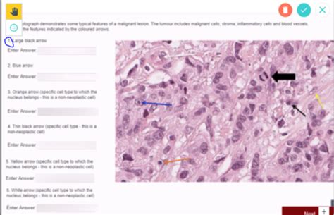 Practical Histology And Pathology Of The Gastrointestinal Tract