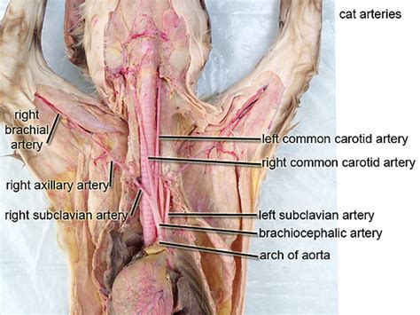 Cardiovascular Cat Dissection Labeled Virtual Anatomy Lab Val