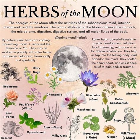 Herbs Of The Moon Post Magic Herbs Herbal Magic Magical Herbs