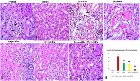 Representative Hematoxylin And Eosin Staining And Scores For Renal