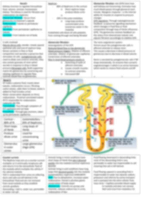 Solution Human Anatomy And Physiology Cheat Sheet Exam Studypool