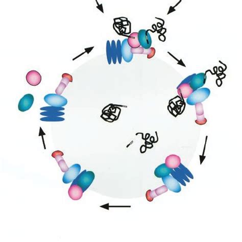 The role of the ER in targeting membrane proteins to the peroxisome ...