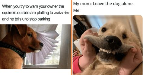 Bad Dog: Funniest Rebellious Dog Memes of the Week That Perfectly ...