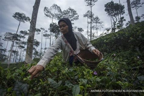 Prakiraan Cuaca Besok Yogyakarta Cerah Berawan Hujan Rintik Di Sleman