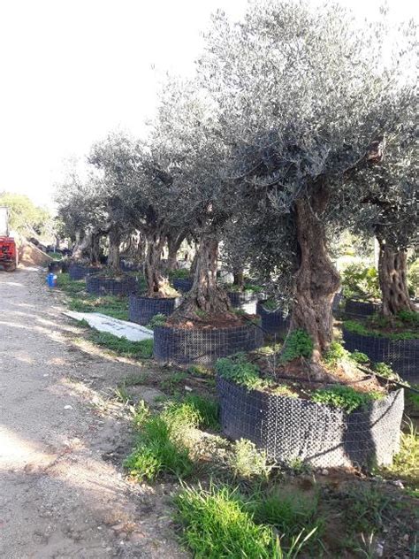 Ulivo Secolare Albero Secolare In Zolla Balestrate Palermo