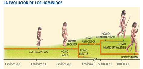 El Origen De La Vida Tipos De Hominidos Linea Del Tiempo Images