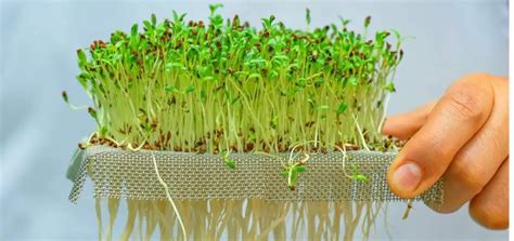 Growing Microgreens Indoors Without Soil Slick Garden