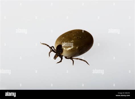 Ticks And Mites Hi Res Stock Photography And Images Alamy