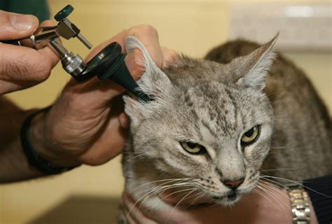 How To Check For Ear Mites In Cats - ThePetsAbout