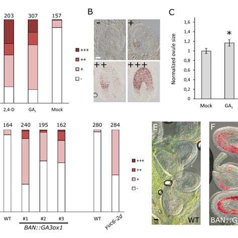 PDF Auxin Production In The Endosperm Drives Seed Coat Development In