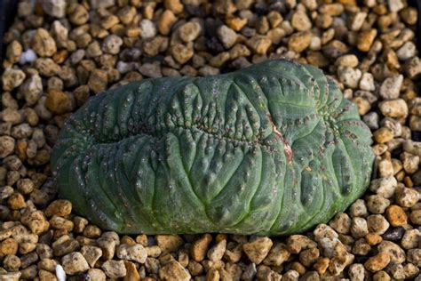 Euphorbia Obesa F Cristata For Sale Living Desert Plants