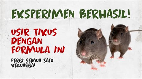 Formula Ampuh Ini Cara Mengusir Tikus Di Rumah Yang Merajalela Youtube