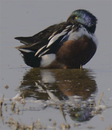 December 2015 - Birds Merced Wildlife Refuge