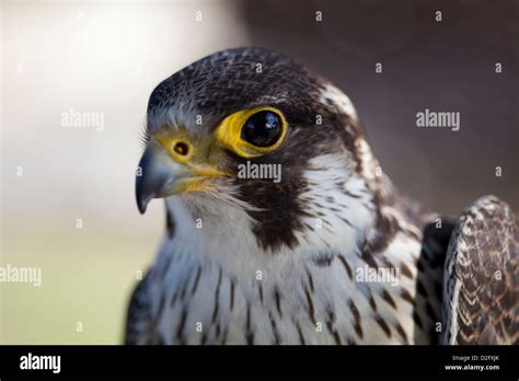 Peregrine Falcon Bird Hi Res Stock Photography And Images Alamy