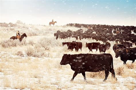 480 Angus Cattle Winter Stock Photos Pictures And Royalty Free Images